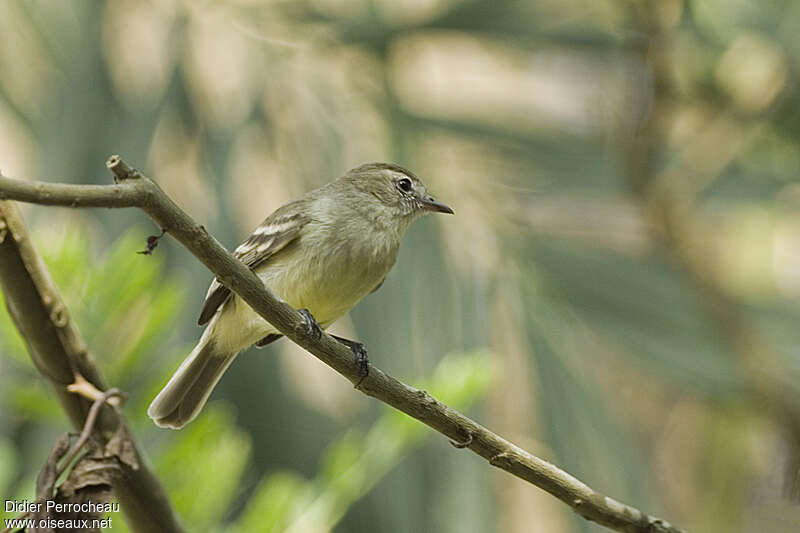 Southern Mouse-colored Tyrannulet, identification