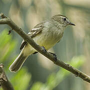 Mouse-colored Tyrannulet