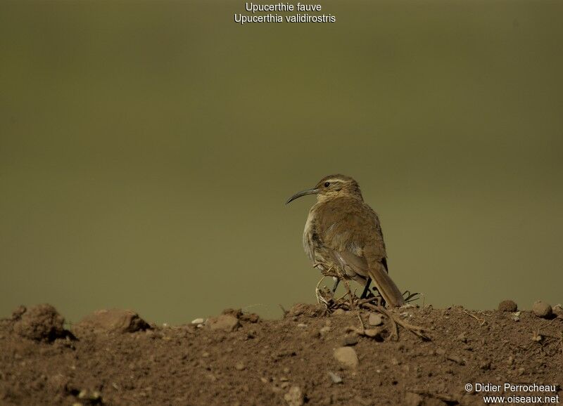 Buff-breasted Earthcreeper