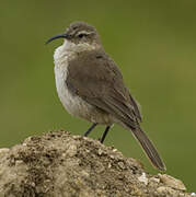 Buff-breasted Earthcreeper