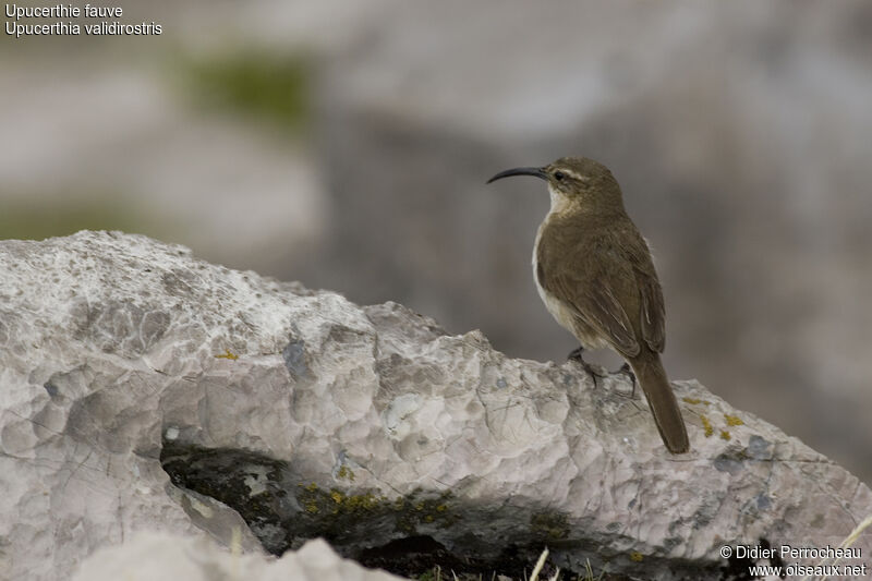 Buff-breasted Earthcreeper, identification