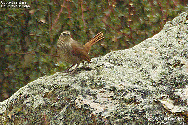 Striated Earthcreeper