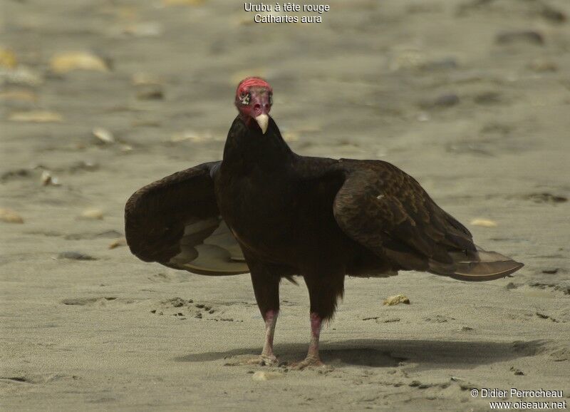 Turkey Vulture