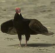 Turkey Vulture