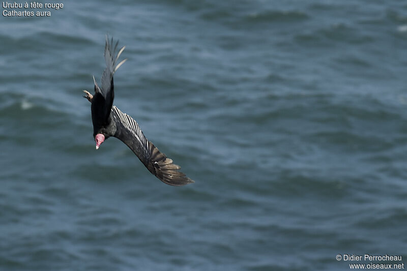 Turkey Vulture, Flight