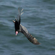 Turkey Vulture