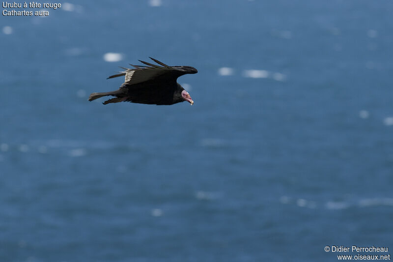 Turkey Vulture, Flight