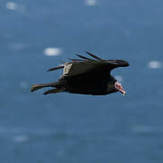 Turkey Vulture