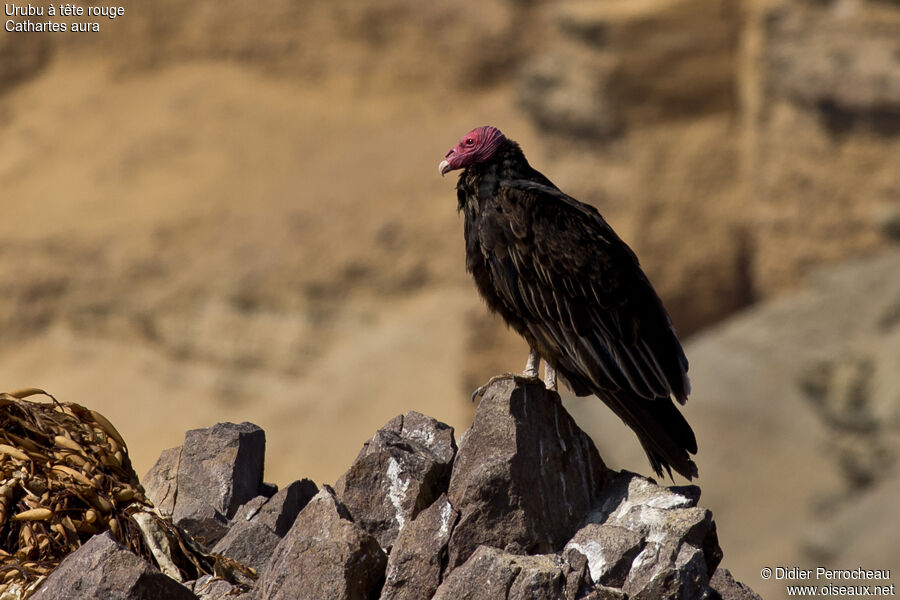 Turkey Vulture