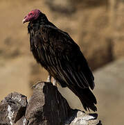 Turkey Vulture