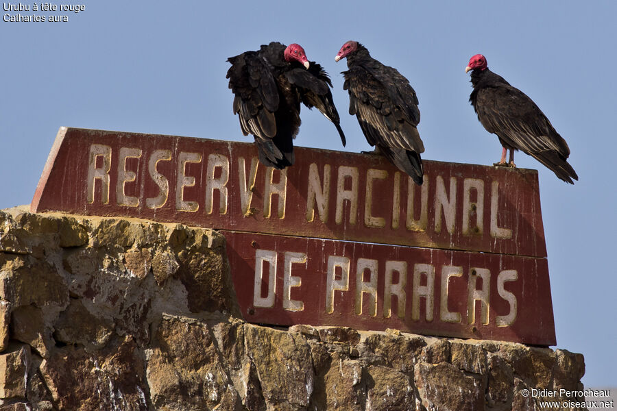 Turkey Vulture