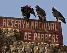 Turkey Vulture