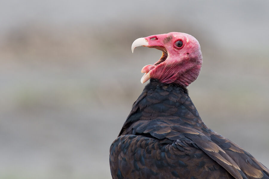 Turkey Vulture