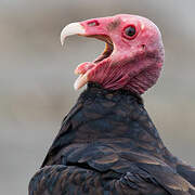 Turkey Vulture