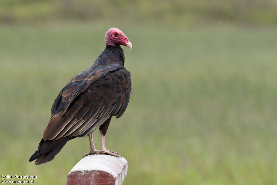 Urubu à tête rougeimmature, identification