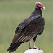 Turkey Vulture