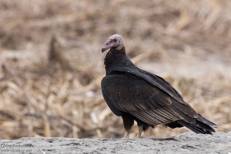 Turkey Vultureimmature, identification