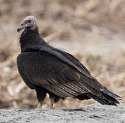 Turkey Vulture