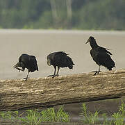 Black Vulture