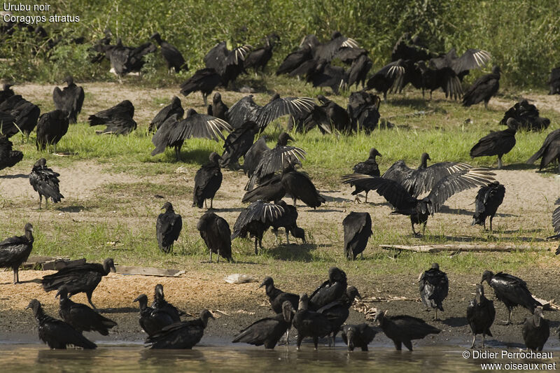 Black Vulture