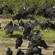 Black Vulture