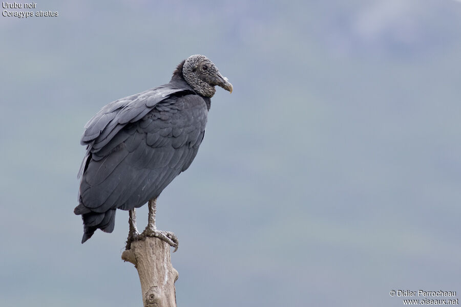 Black Vulture