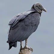 Black Vulture