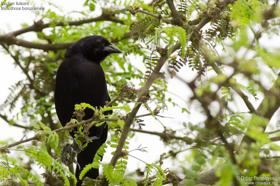 Shiny Cowbird