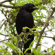 Shiny Cowbird