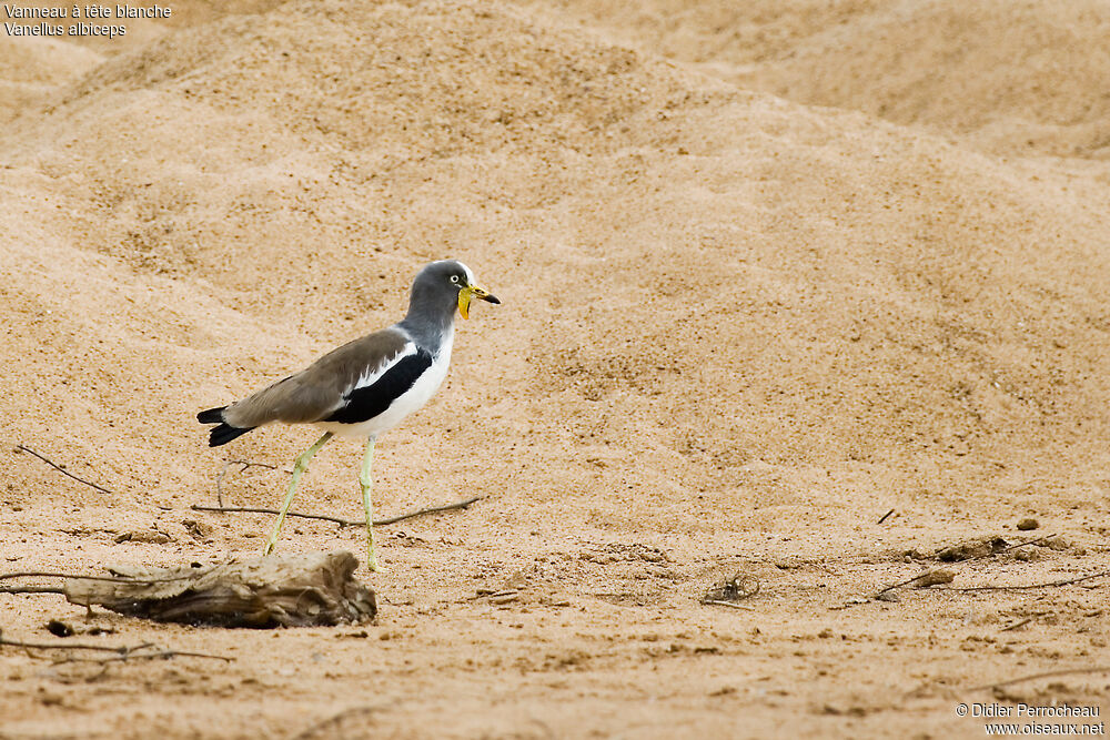White-crowned Lapwing