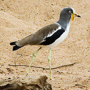 White-crowned Lapwing