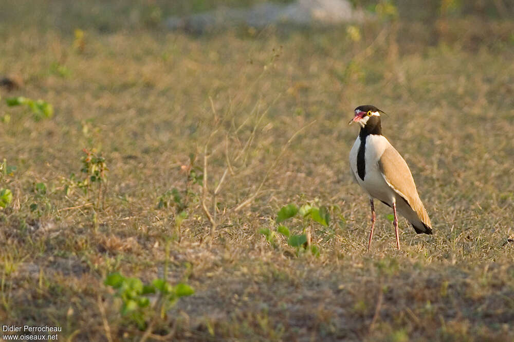 Black-headed Lapwingadult