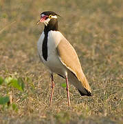 Black-headed Lapwing