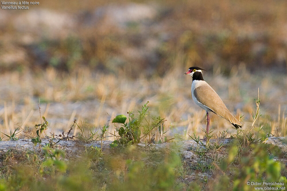 Black-headed Lapwing