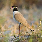 Black-headed Lapwing