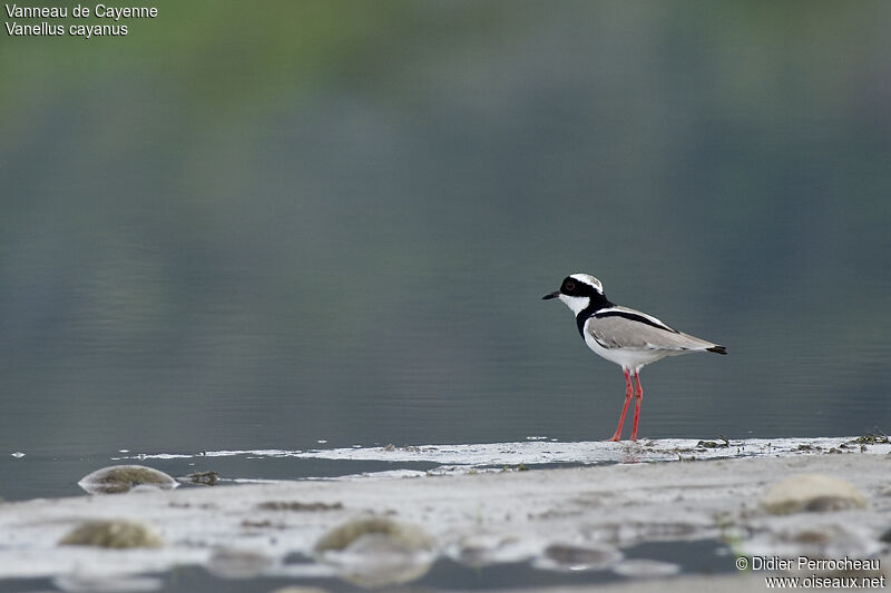 Pied Plover