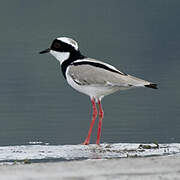 Pied Plover