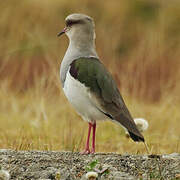 Andean Lapwing