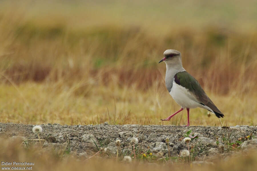Andean Lapwingadult, walking