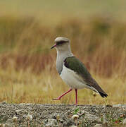 Andean Lapwing