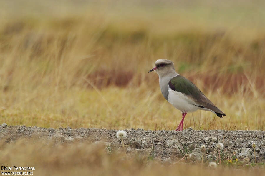 Vanneau des Andesadulte