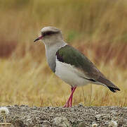 Andean Lapwing