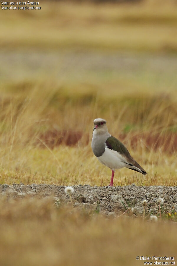 Vanneau des Andes, identification