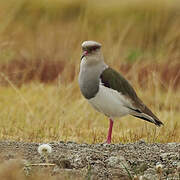 Andean Lapwing