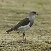 Andean Lapwing
