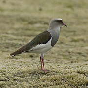 Andean Lapwing