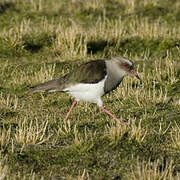 Andean Lapwing