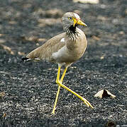 African Wattled Lapwing