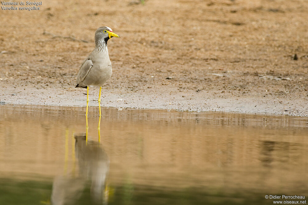 African Wattled Lapwing