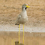 African Wattled Lapwing